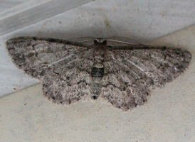 Texas Gray 